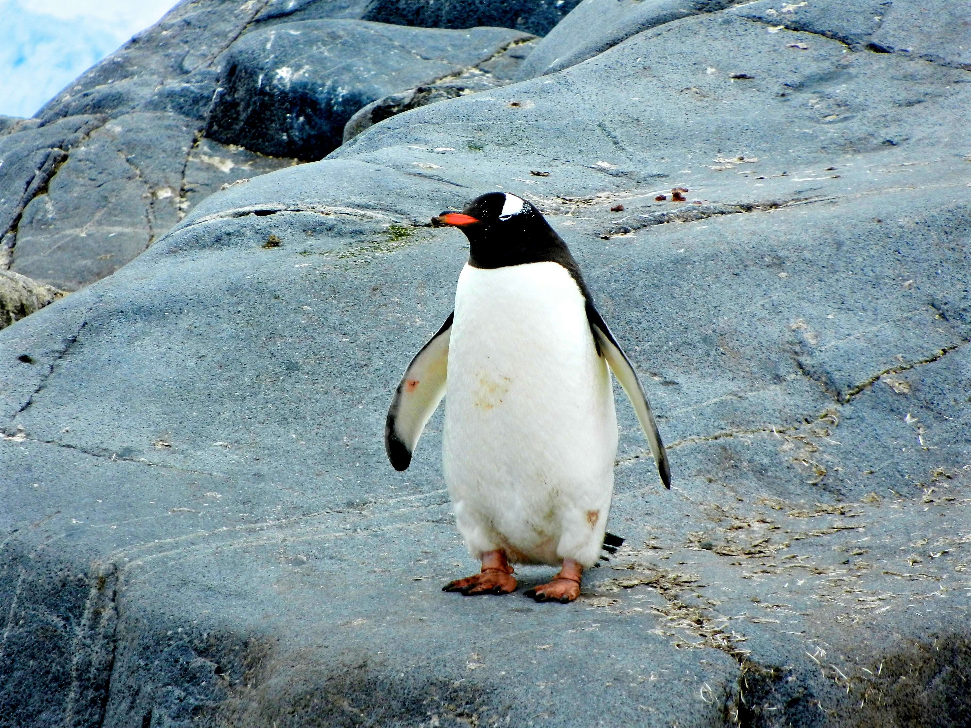 Penguin on ice